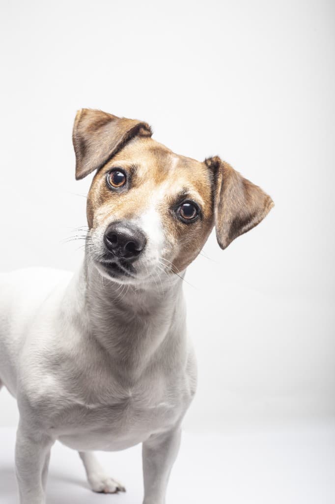 Milo, perro adoptado