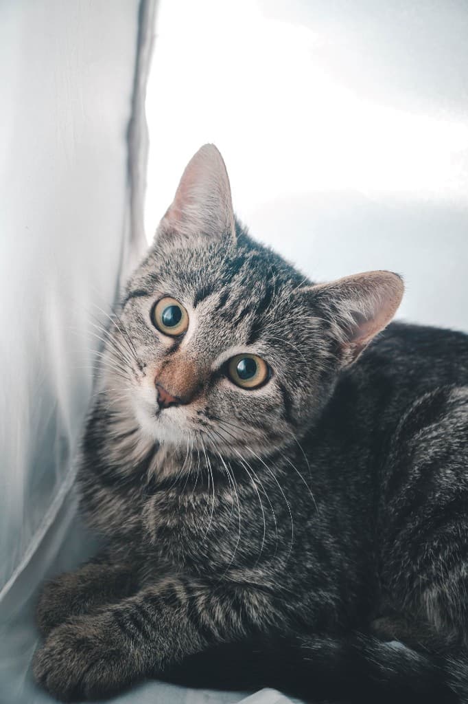 Gato curioso mirando hacia arriba