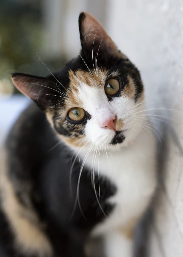 Gato tricolor con expresión tierna